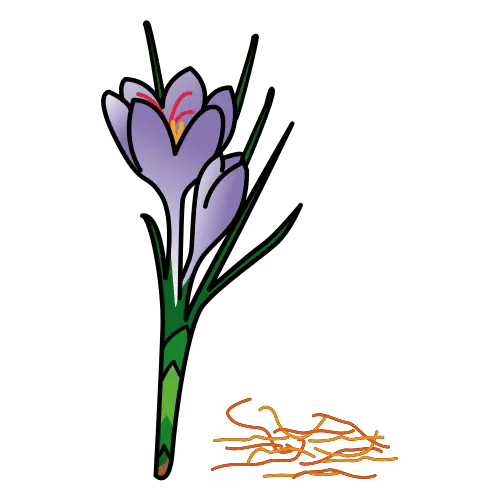 Azafrán, especia dorada