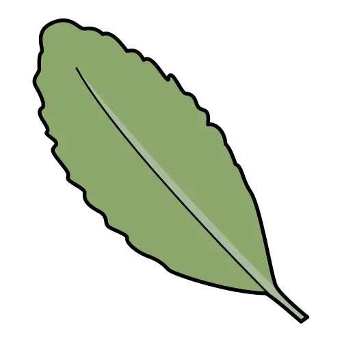 Laurel, hoja aromática