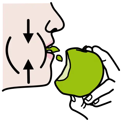 Masticar, procesar alimento con dientes